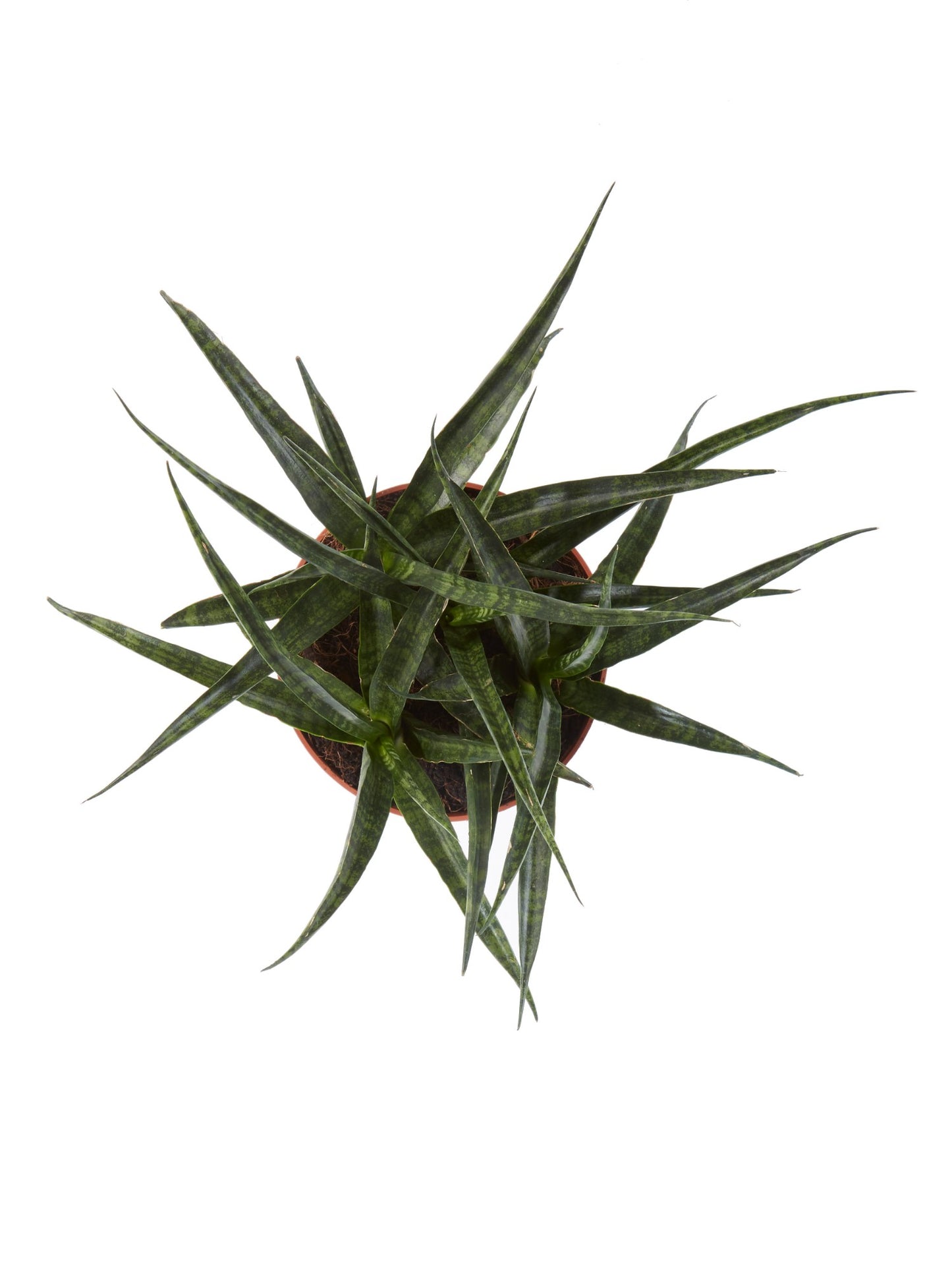 Sanseveria