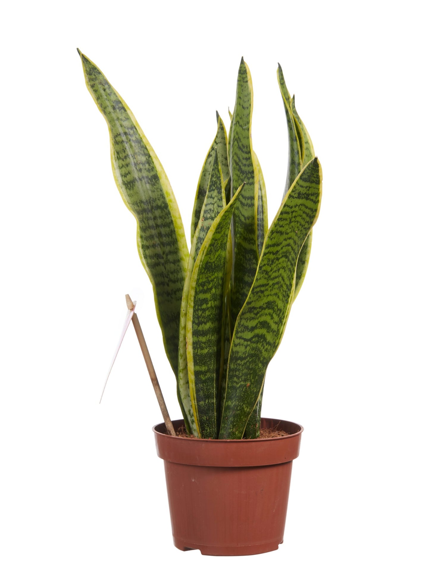 Sanseveria, vrouwentong