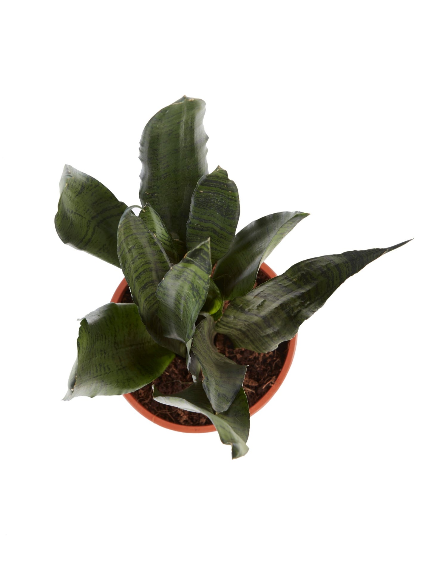 Sanseveria, vrouwentong