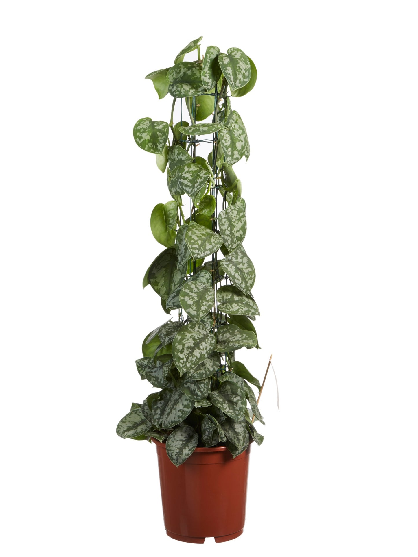 Scindapsus Trebie