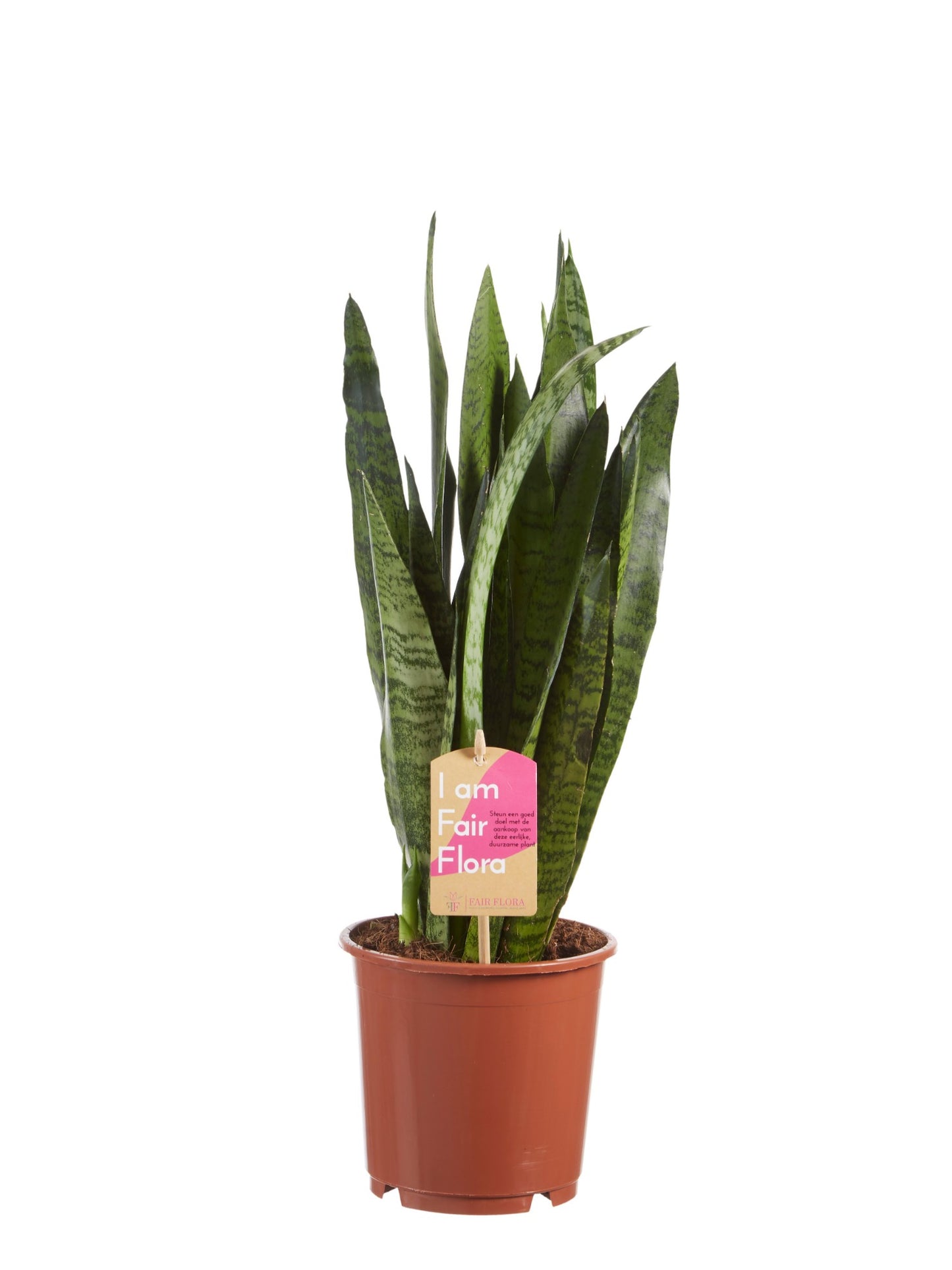 Sanseveria, vrouwentong