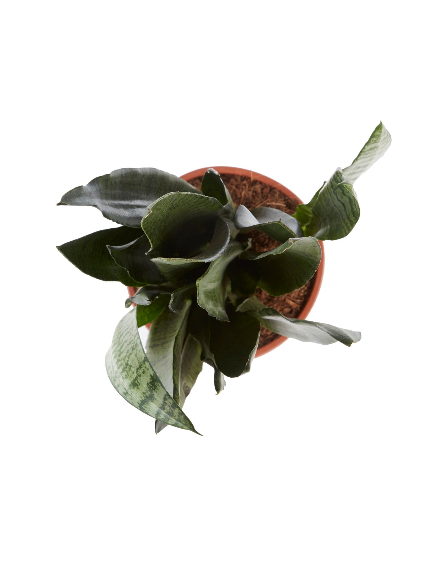 Sanseveria, vrouwentong