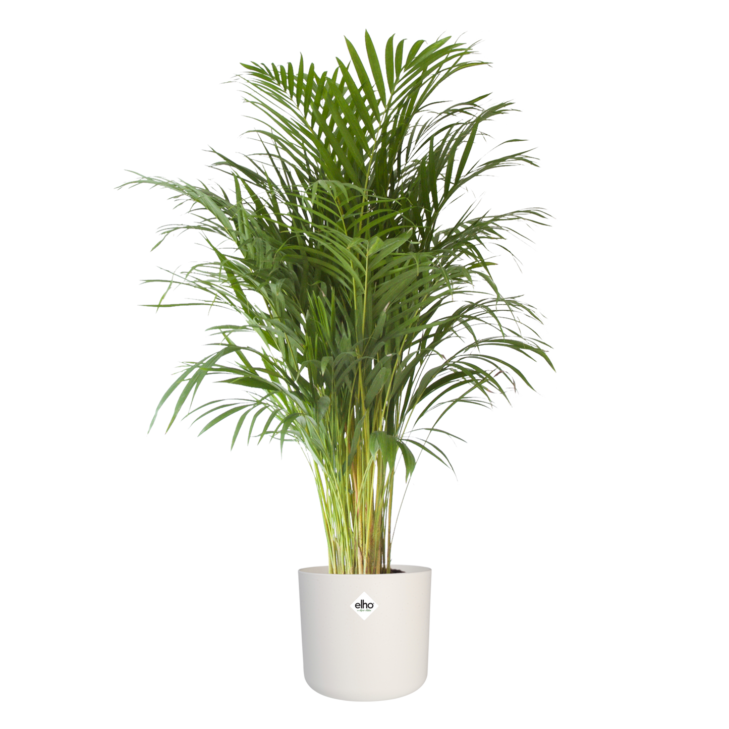Goudpalm in ® ELHO b.for soft sierpot
