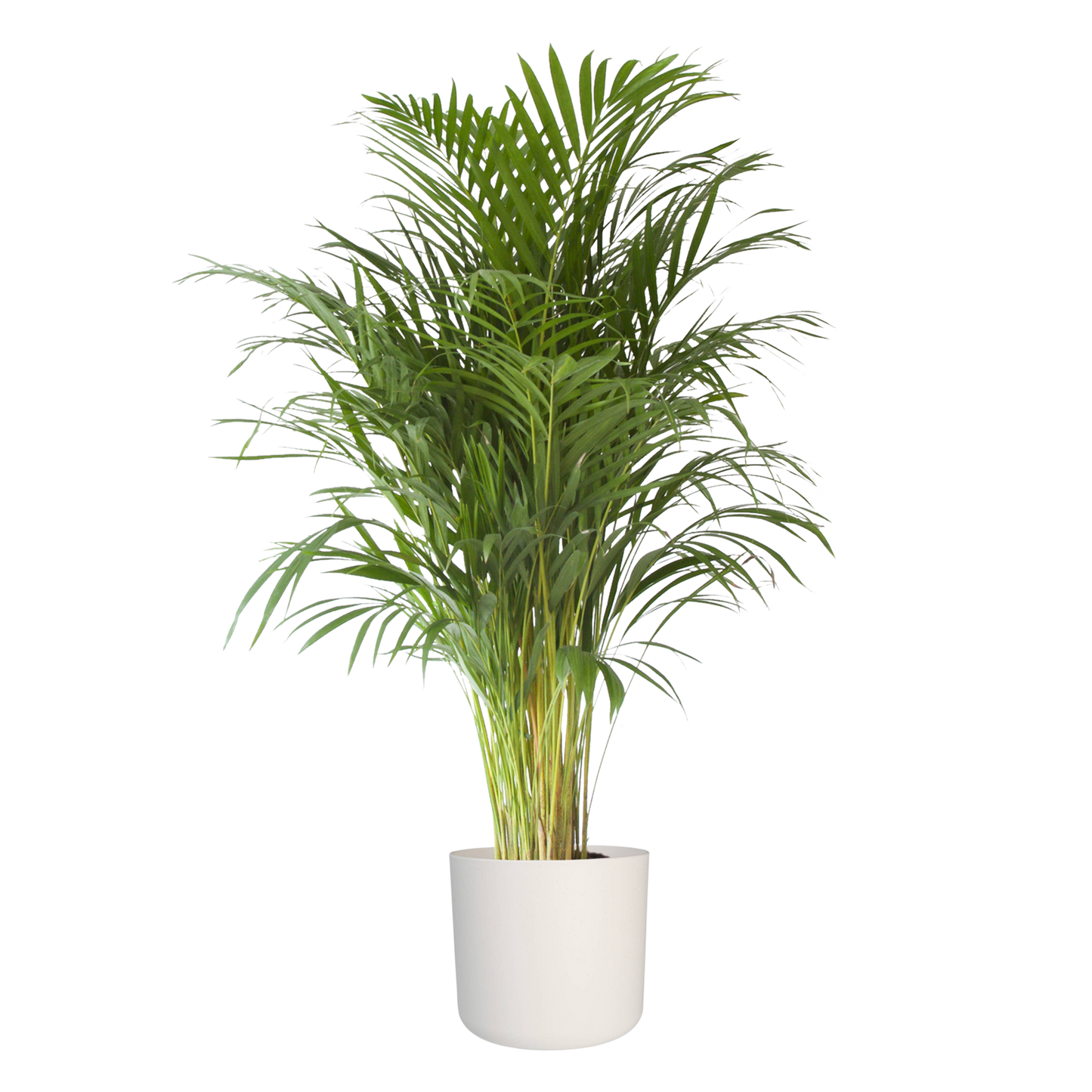 Goudpalm in ® ELHO b.for soft sierpot