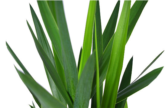 Yucca 45-20