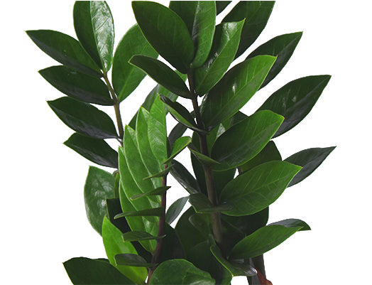 Zamioculcas