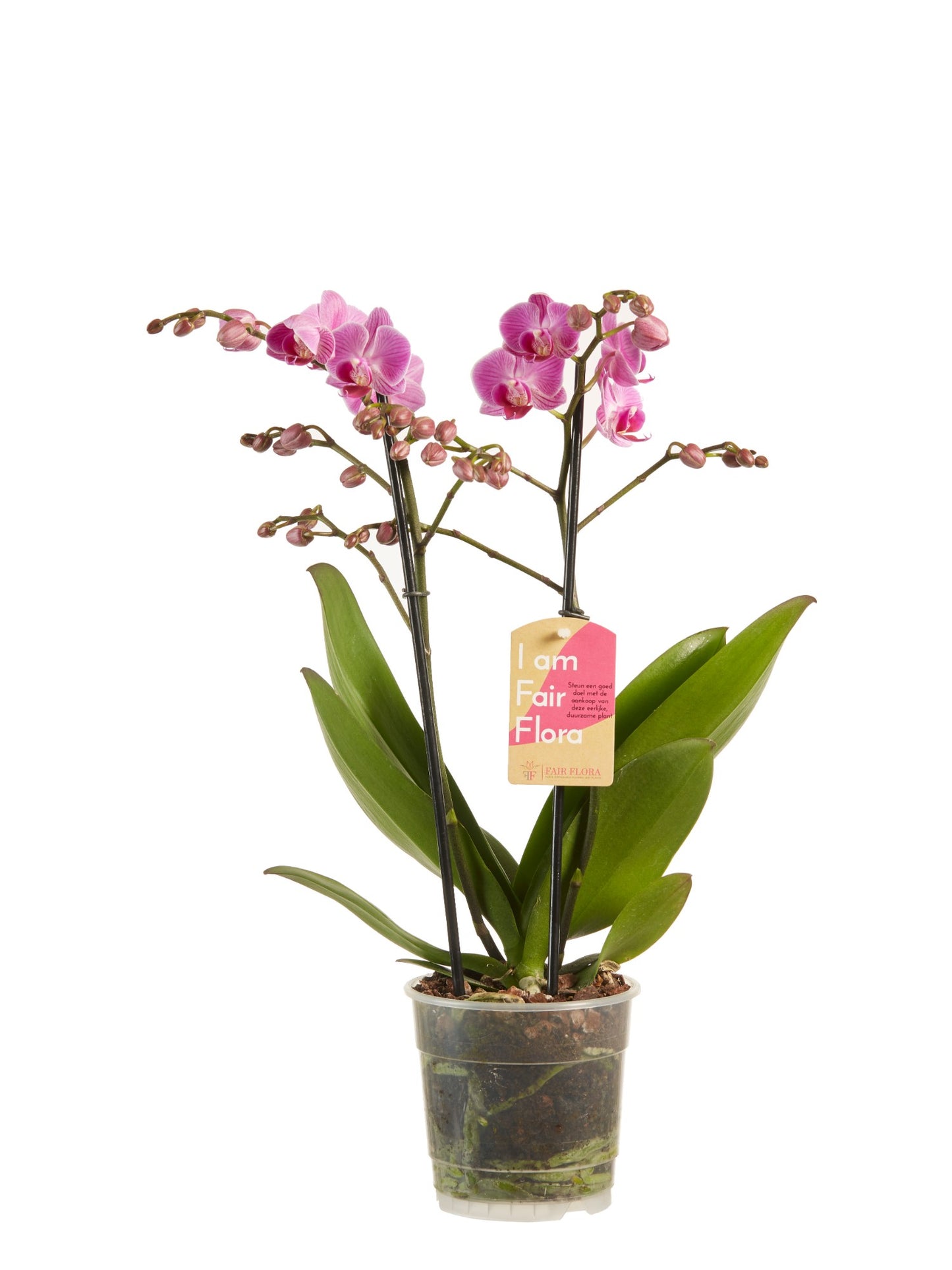 Phalaenopsis multiflora gemengd