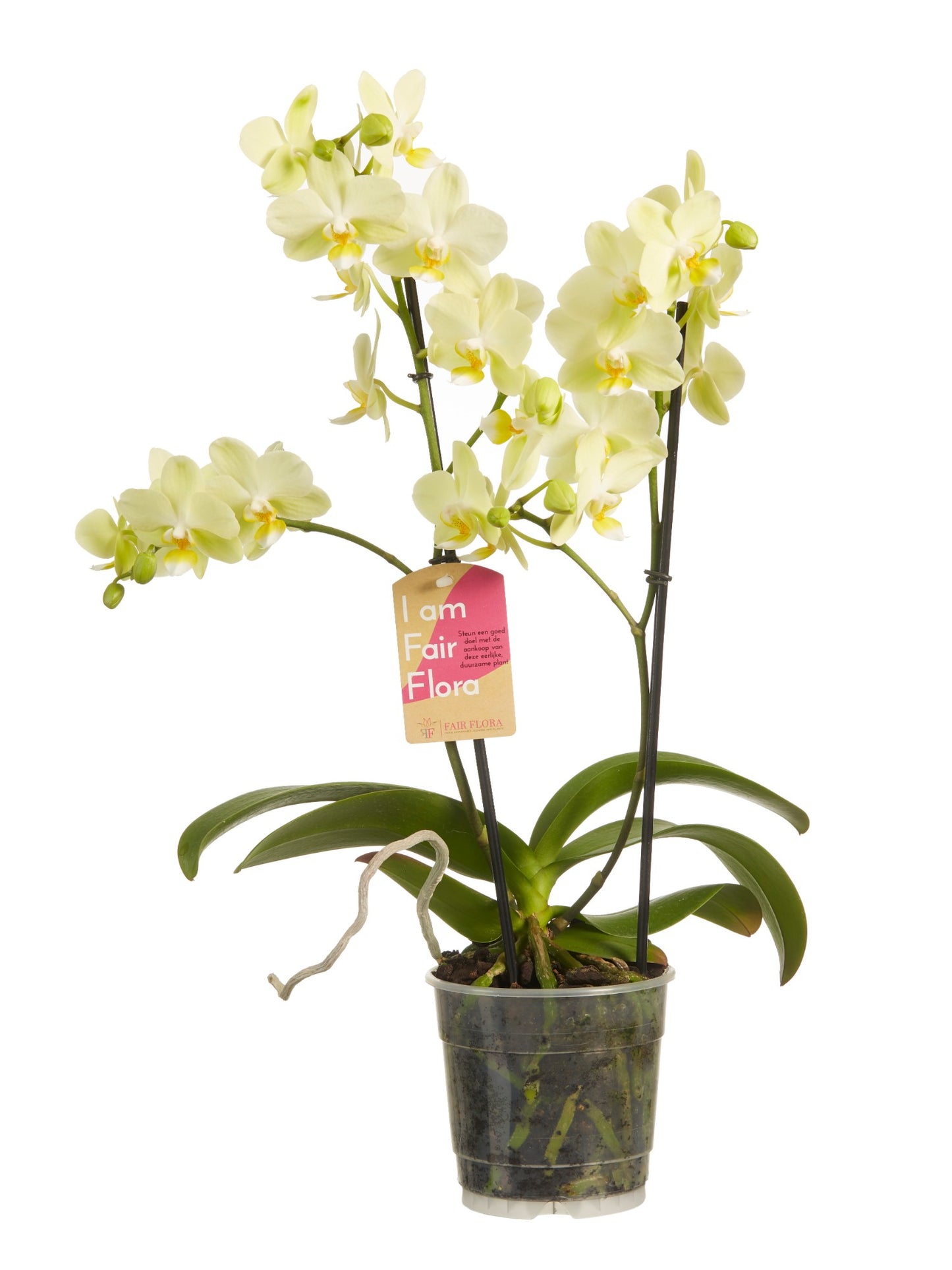 Phalaenopsis multiflora gemengd