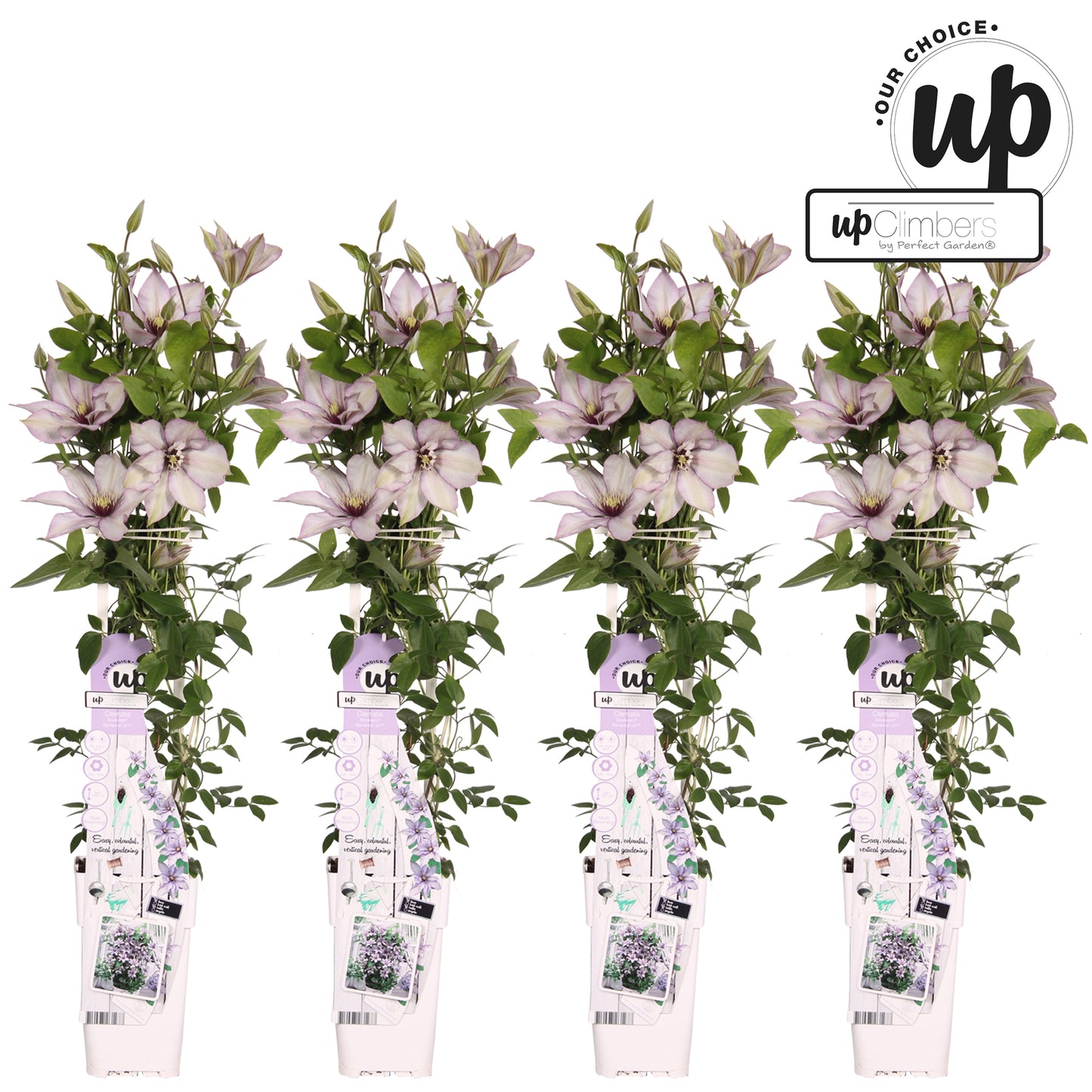 Clematis Samaritan Jo