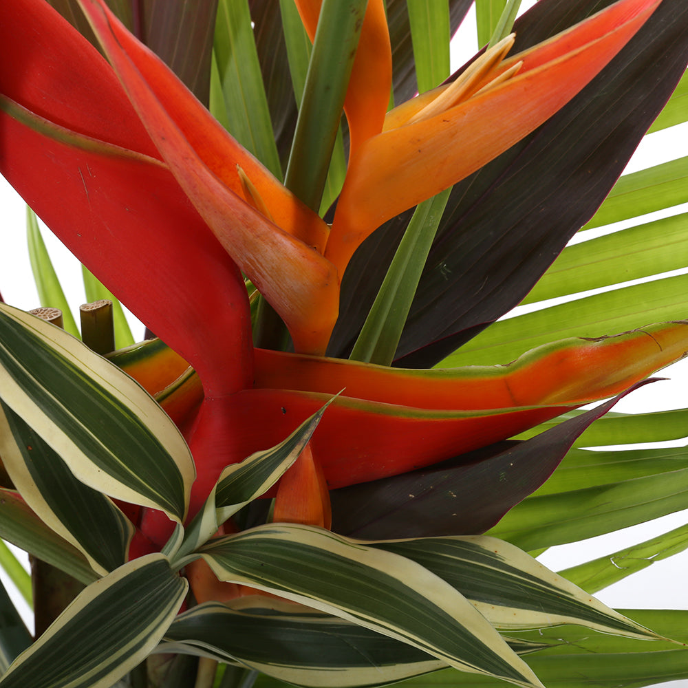 Tropical Delight