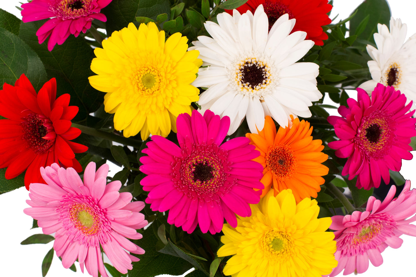 Gerbo small (12 Germini's)