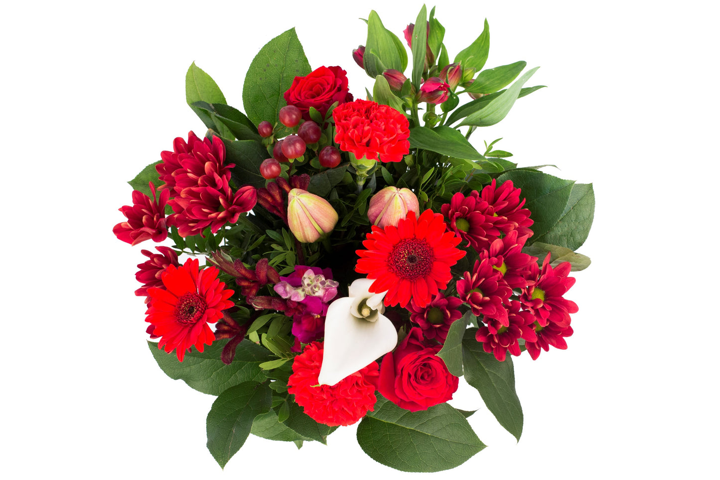 Kim Large Red