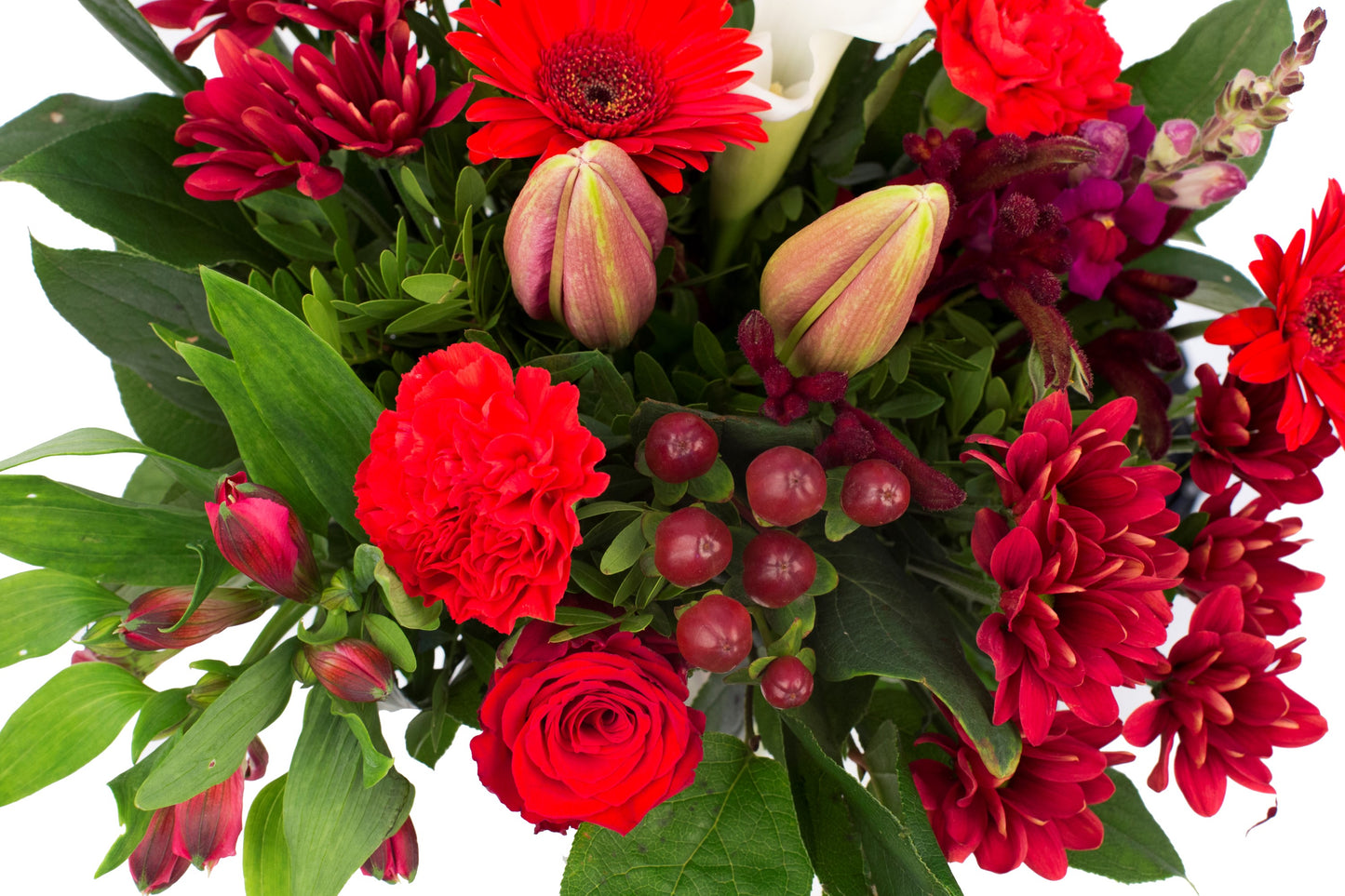Kim Large Red
