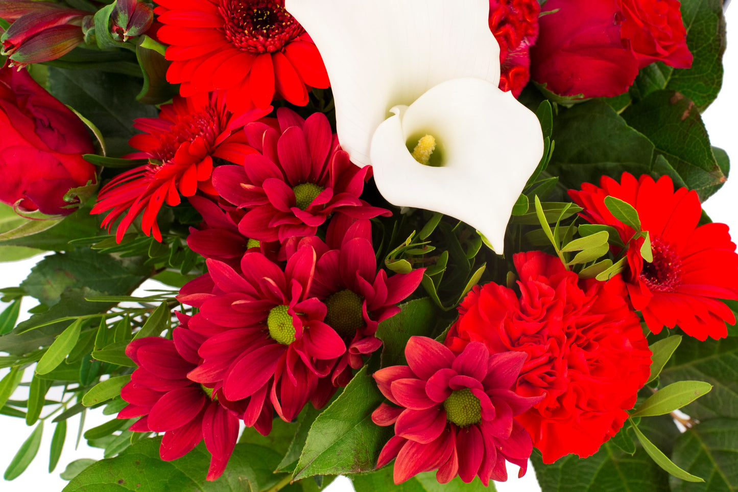 Kim Large Red