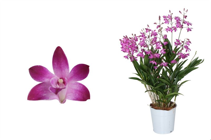 Dendrobium Berry Oda