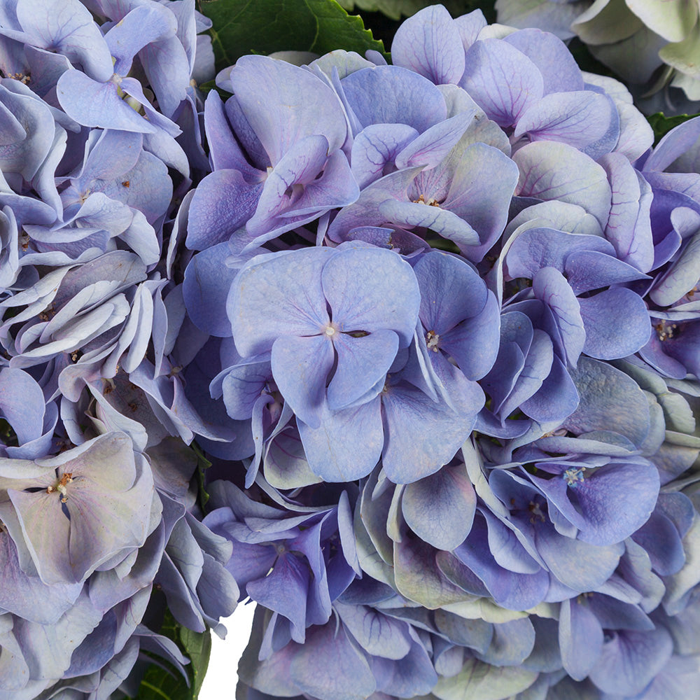 Hortensia