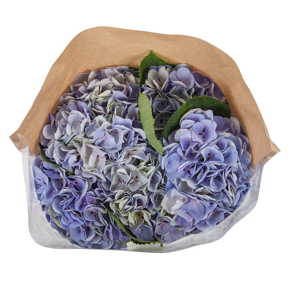 Hortensia