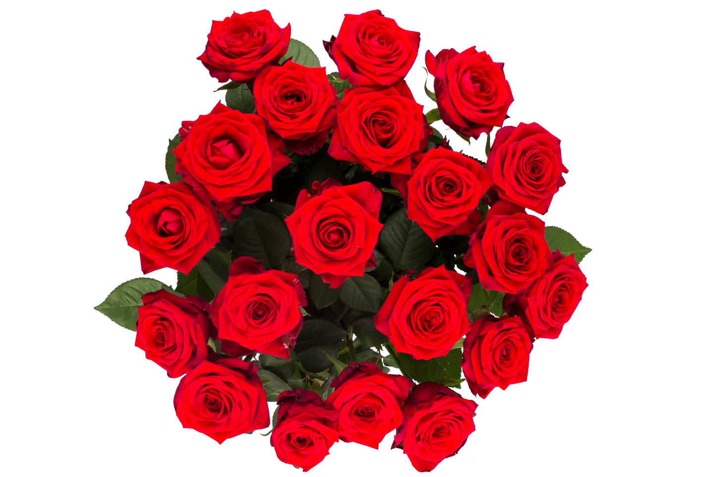 Roos Red Naomi Large (20 stuks)