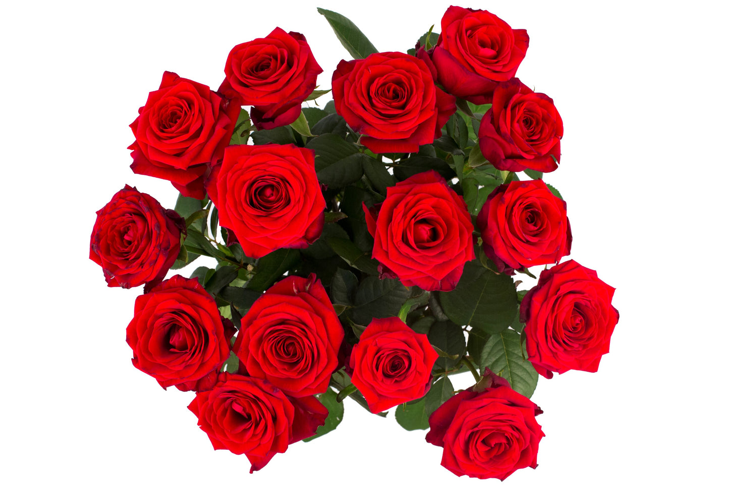 Roos Red Naomi Medium (15 stuks)