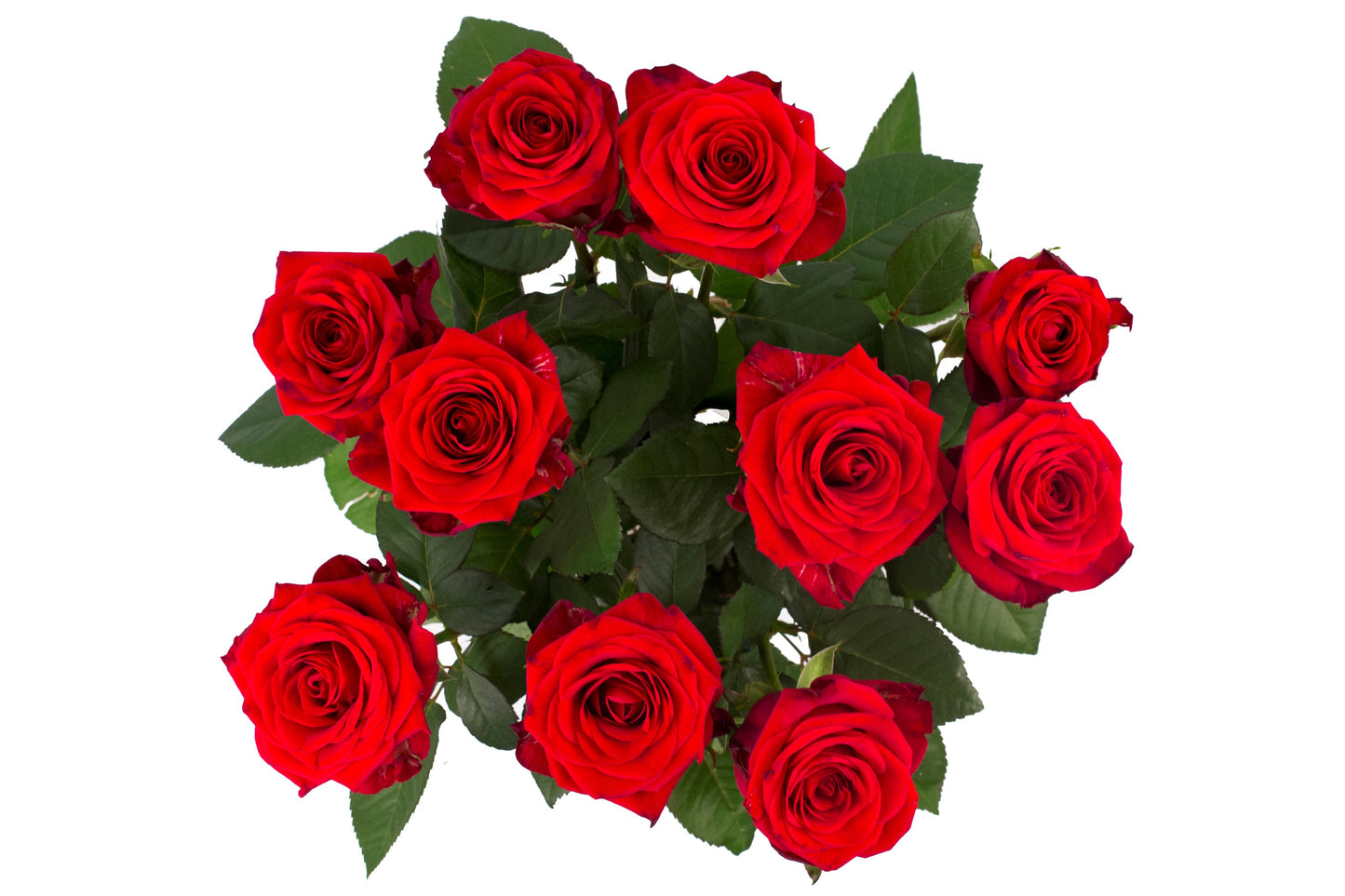 Roos Red Naomi Small (10 stuks)
