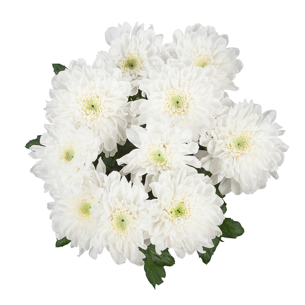 Chrysant