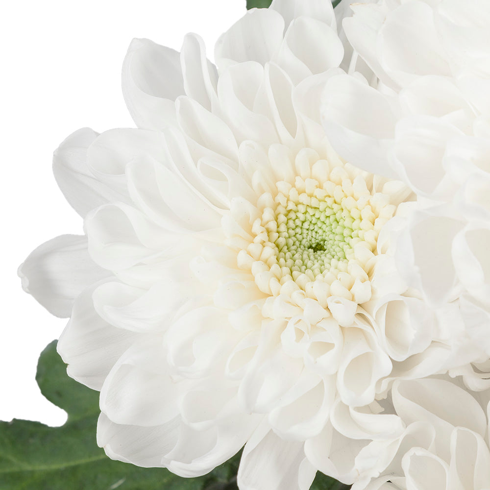 Chrysant