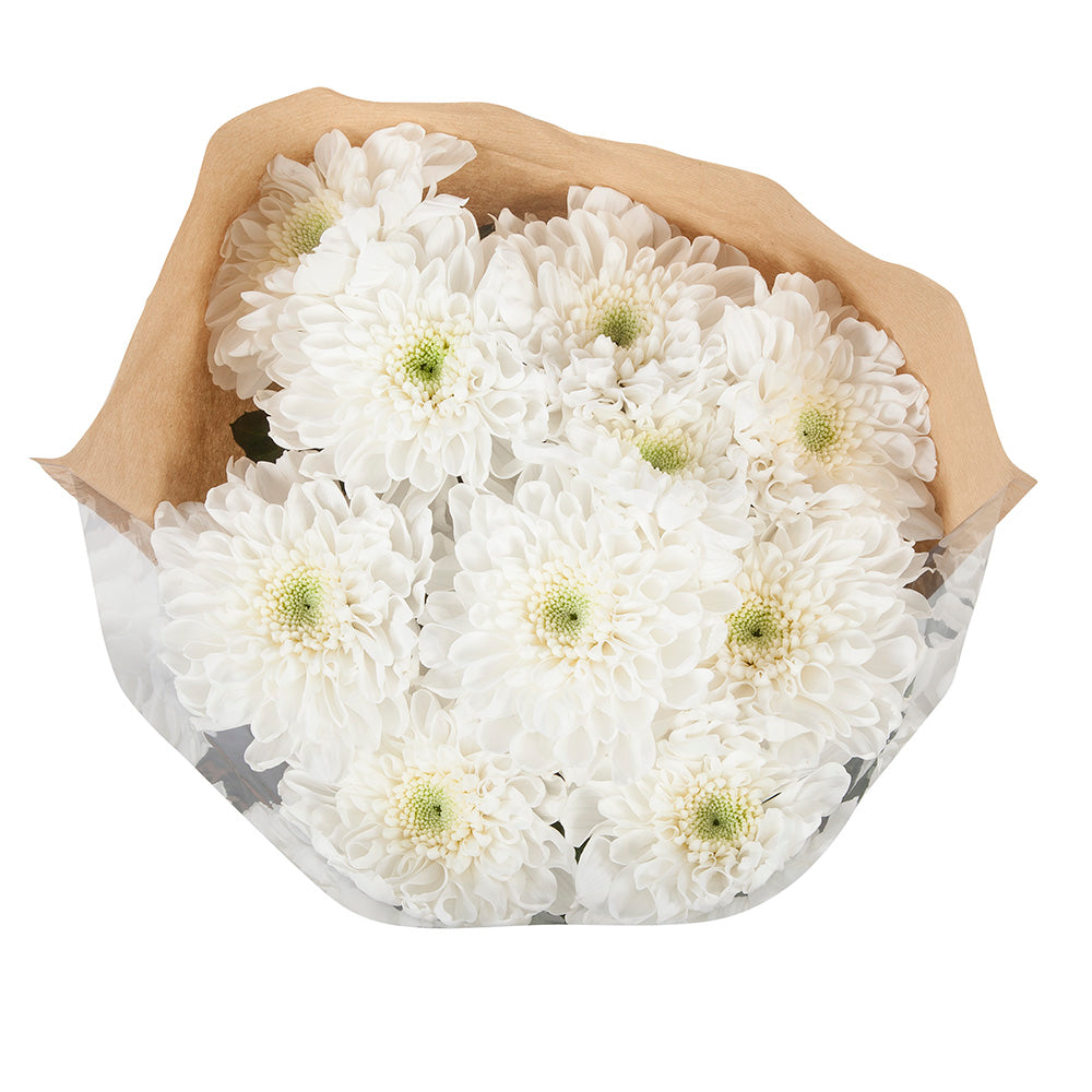 Chrysant