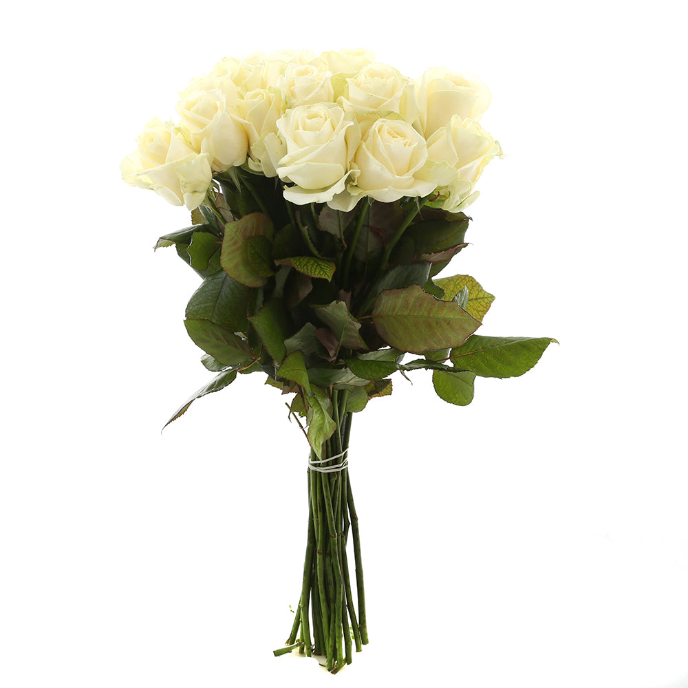 Roos Wit Avalanche Large (20 stuks)