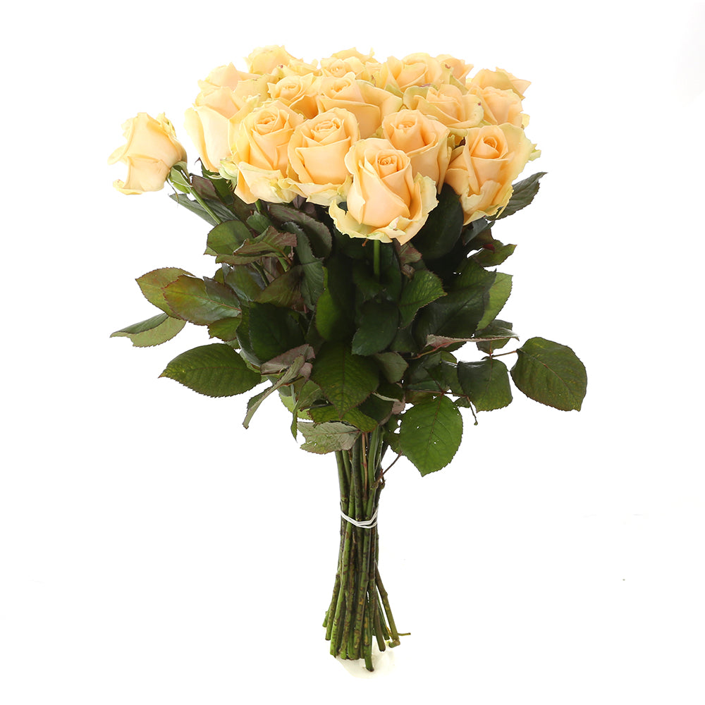 Roos Peach Avalanche Large (20 stuks)