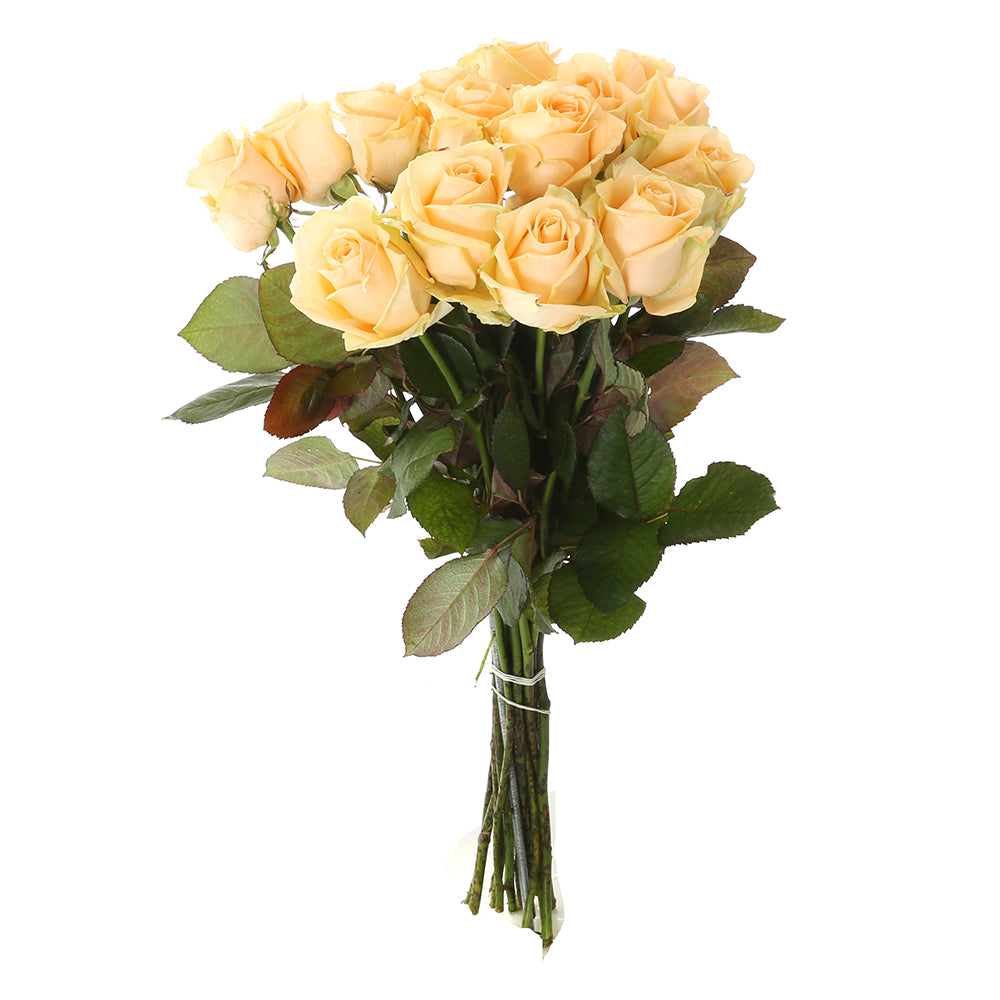 Roos Peach Avalanche Medium (15 stuks)