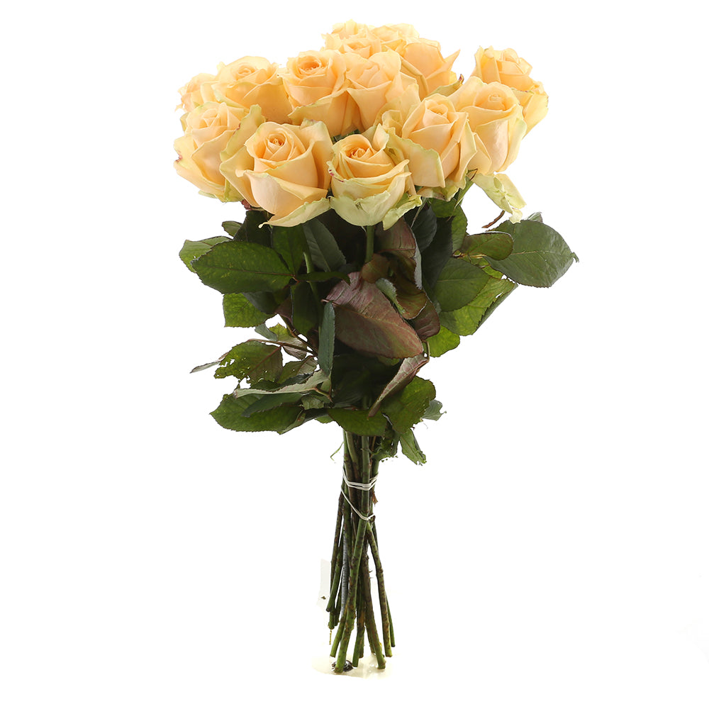 Roos Peach Avalanche Medium (15 stuks)