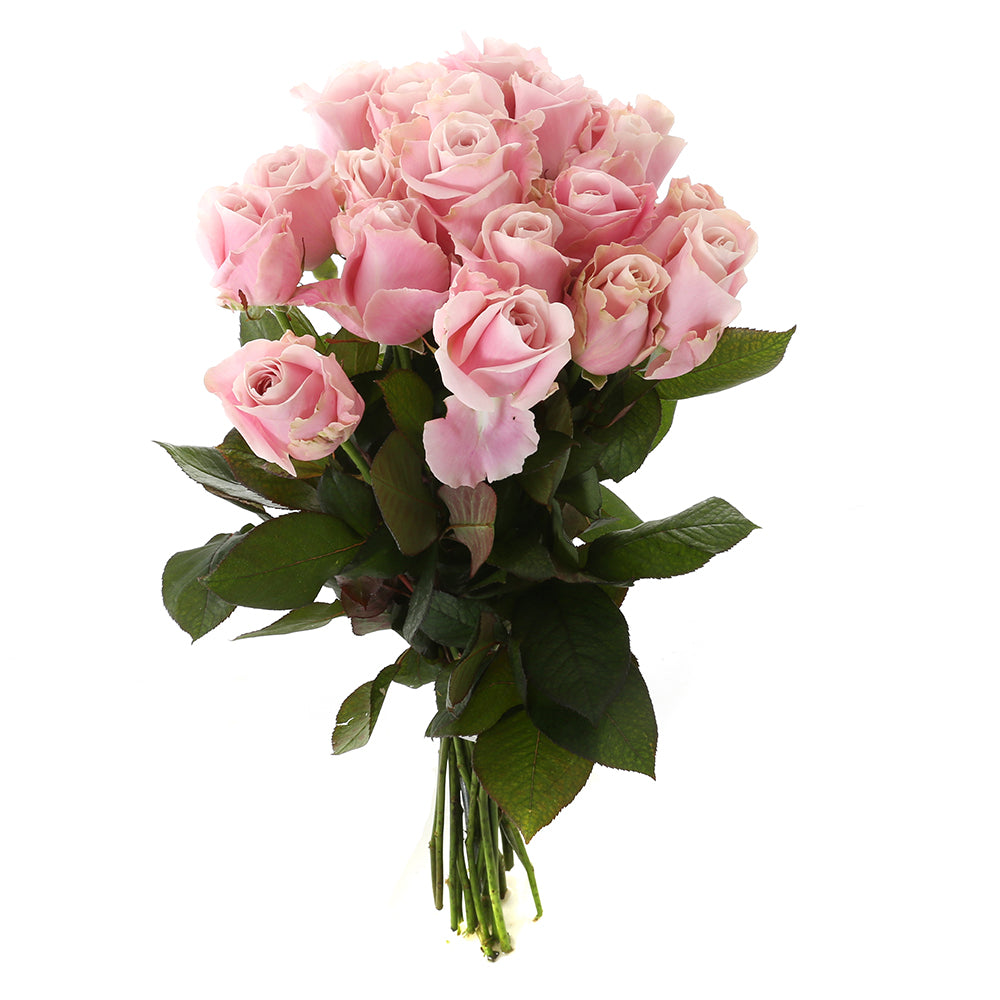Roos Pink Avalanche Large (20 stuks)