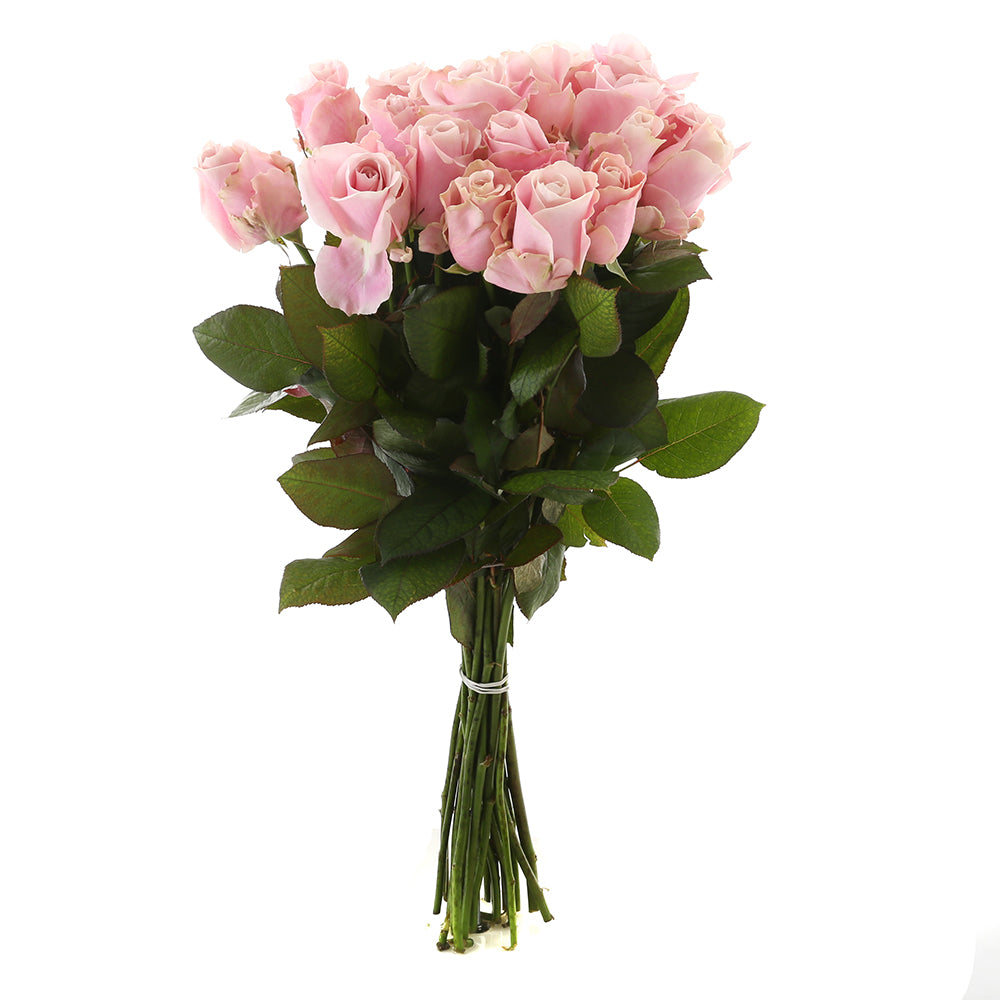 Roos Pink Avalanche Large (20 stuks)