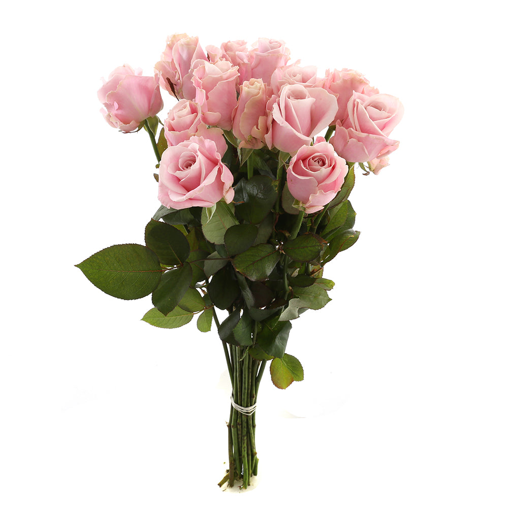Roos Pink Avalanche Medium (15 stuks)