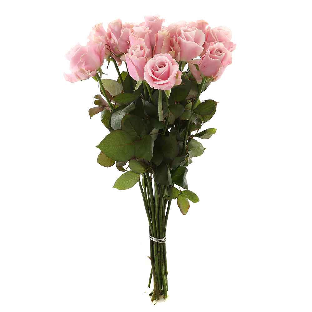 Roos Pink Avalanche Medium (15 stuks)