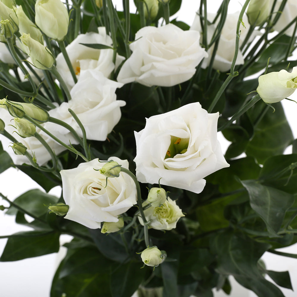 Lisianthus