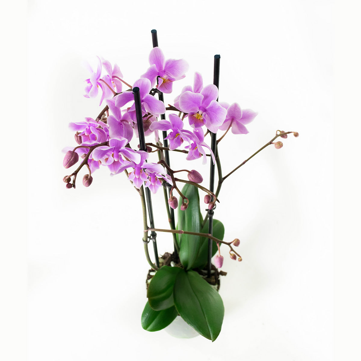Phalaenopsis Multiflora Rosanna