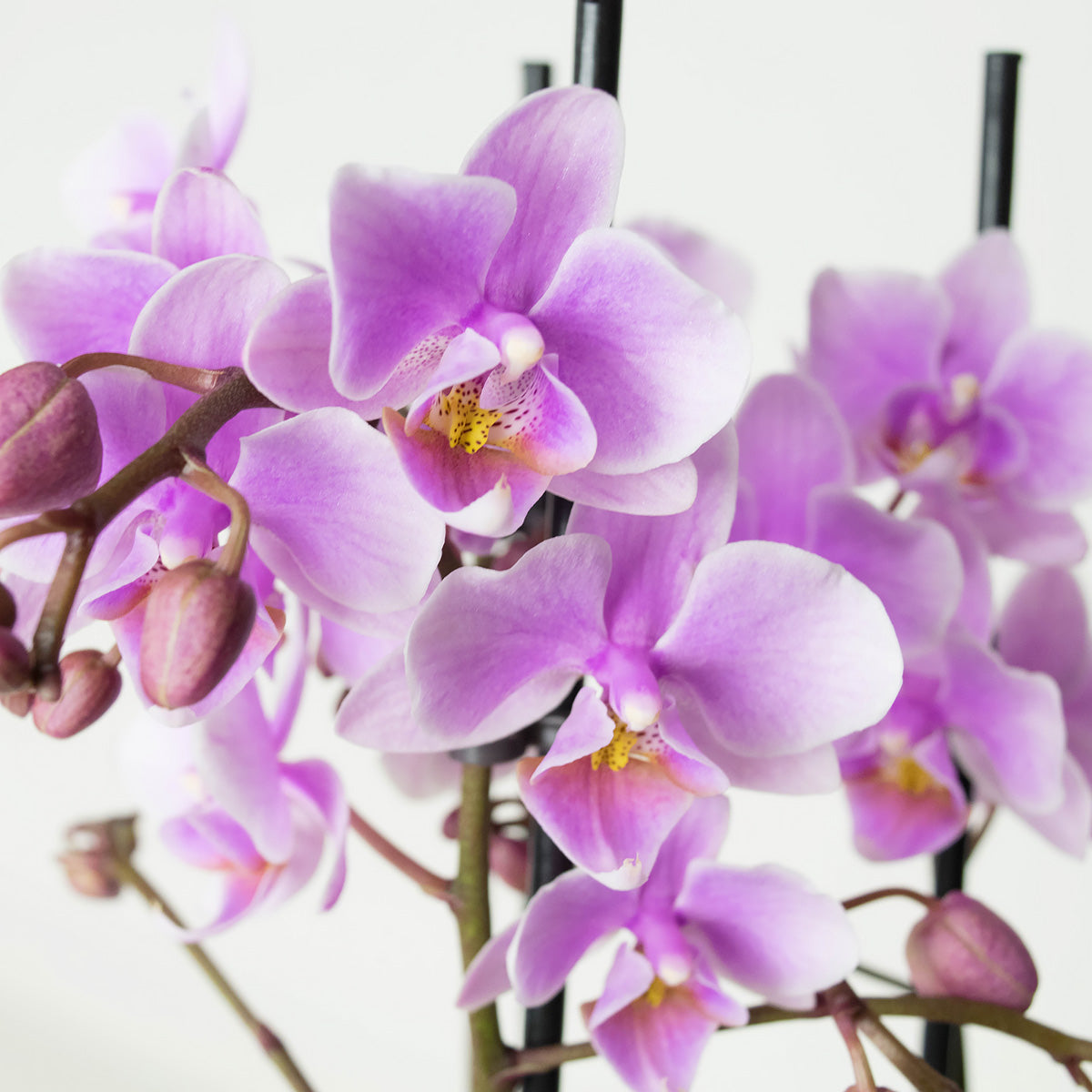 Phalaenopsis Multiflora Rosanna