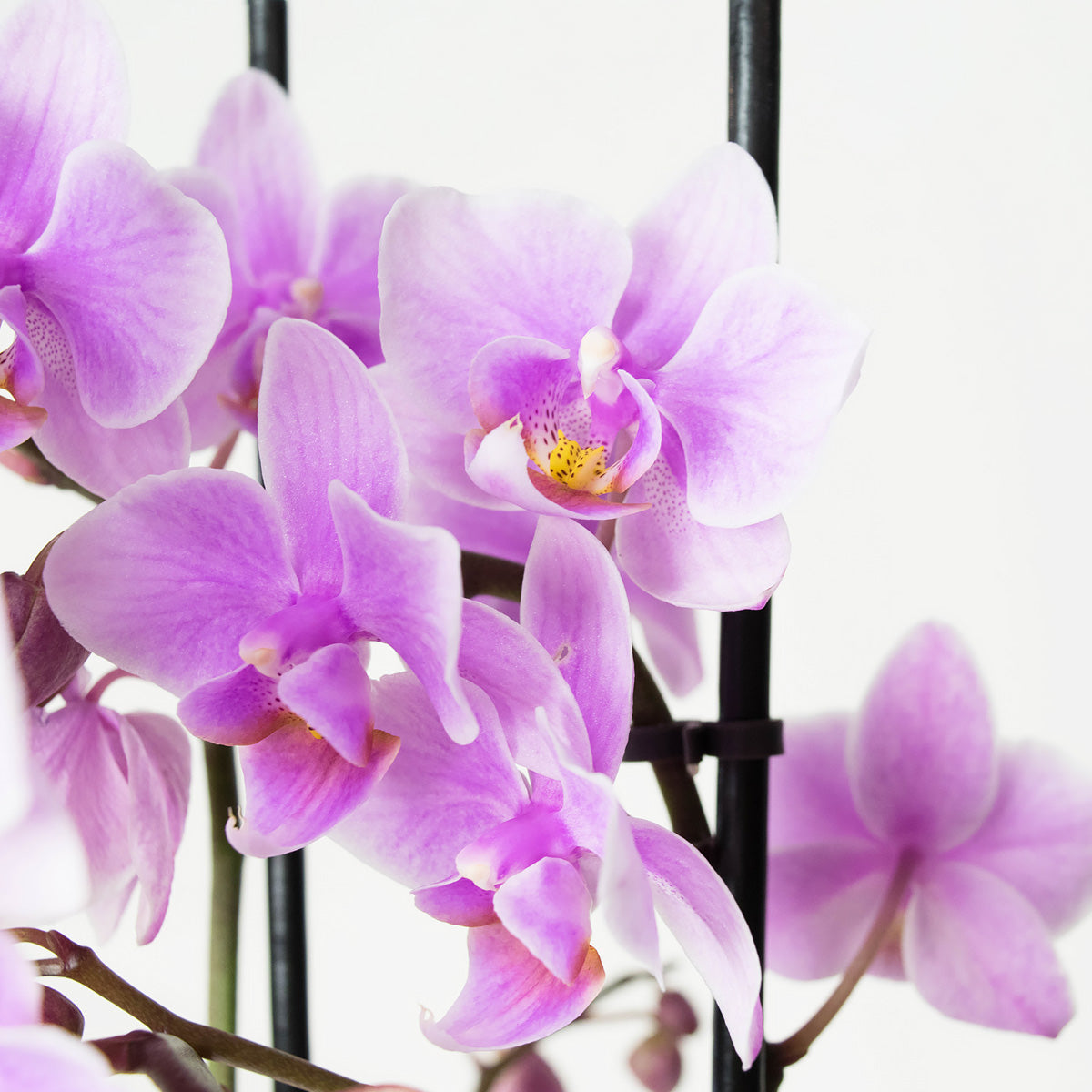Phalaenopsis Multiflora Rosanna