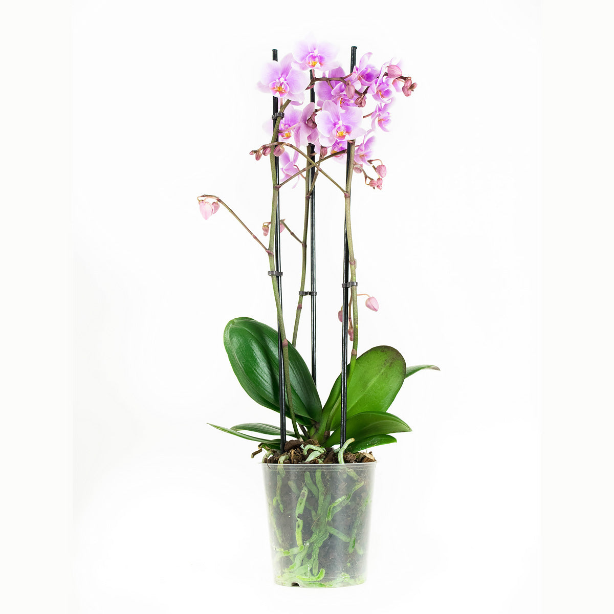 Phalaenopsis Multiflora Rosanna