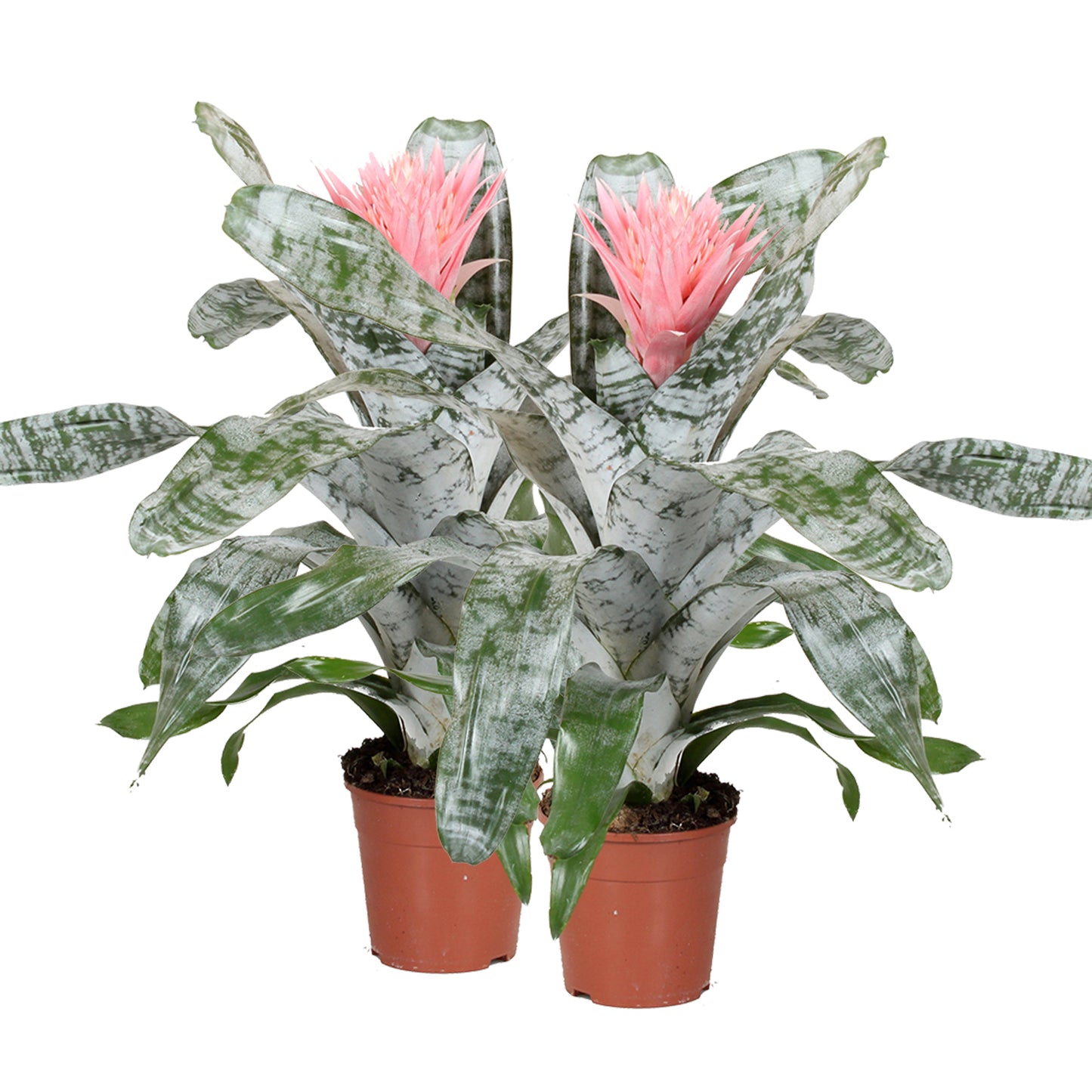 Aechmea Primera double