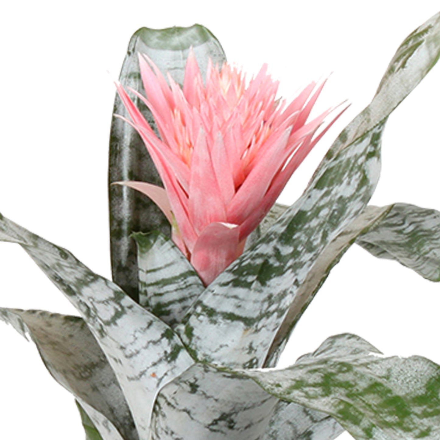 Aechmea Primera double