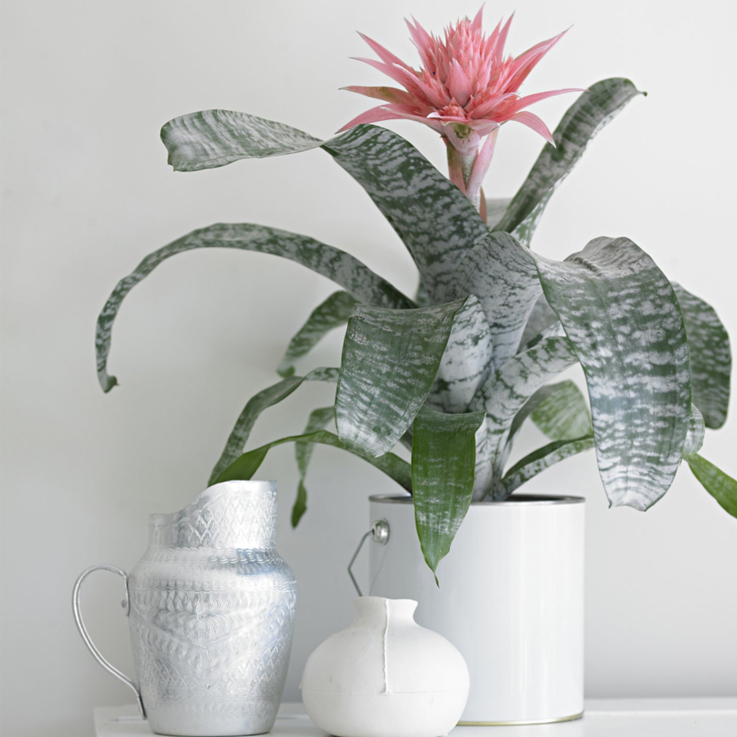 Aechmea Primera double