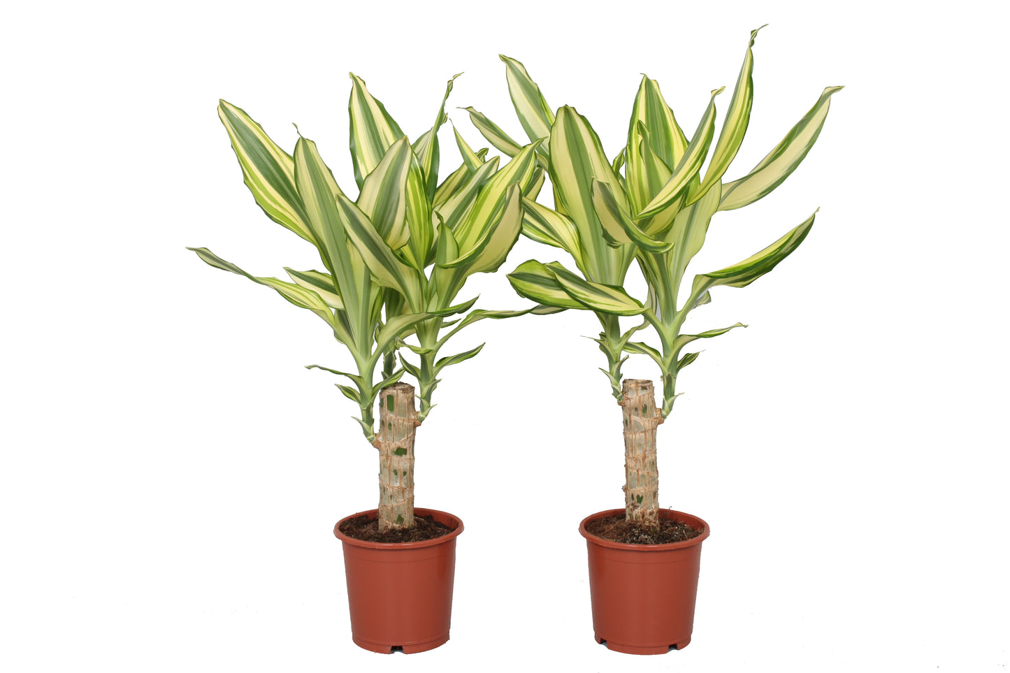 Dracaena Yellow Coast