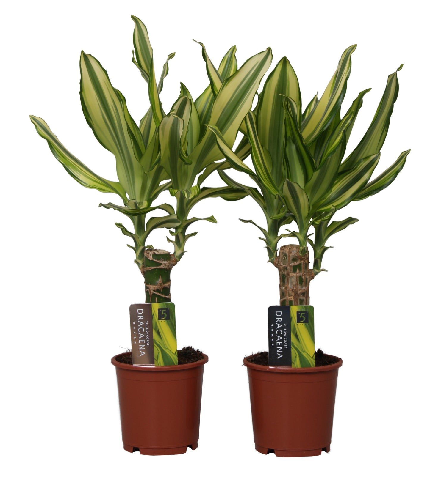 Dracaena Yellow Coast