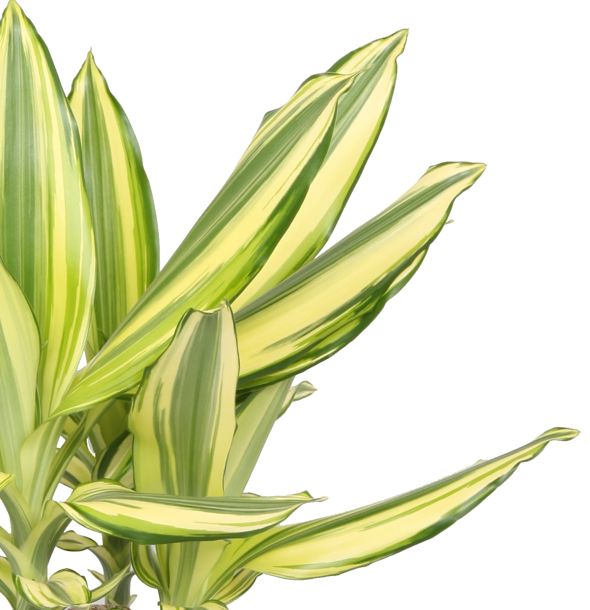 Dracaena Yellow Coast