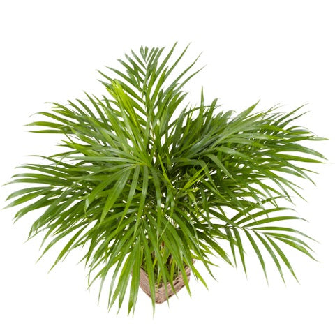 Areca 'Goudpalm' met rietenmand
