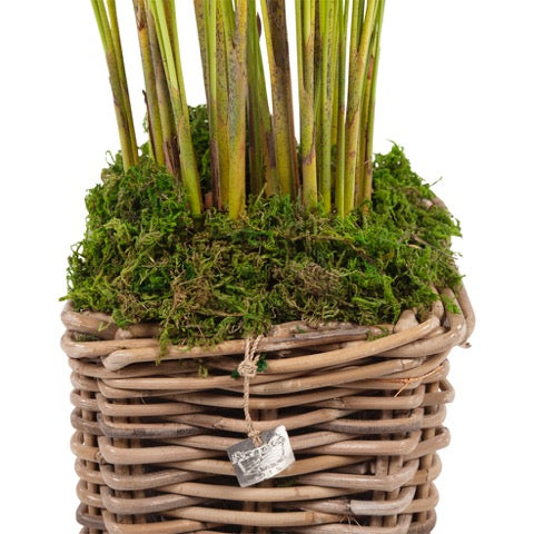 Areca 'Goudpalm' met rietenmand