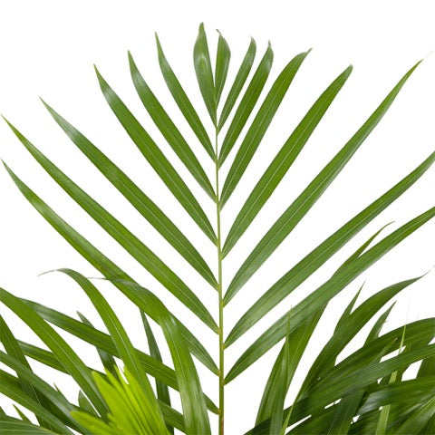 Areca 'Goudpalm' met rietenmand