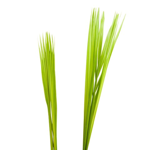 Areca 'Goudpalm' met rietenmand